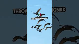 Unbelievable Bird Migrations Natures Greatest Journeys [upl. by Hoj379]