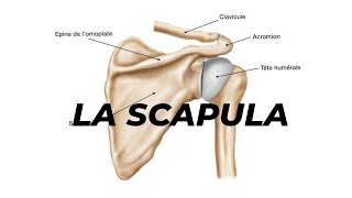 LA SCAPULA [upl. by Whallon]