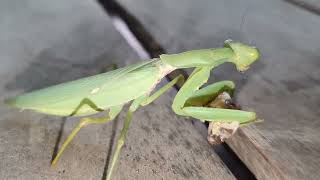 Female mantis hunting and eating whole worm 🐛  Insect Life TV 24 [upl. by Fritzsche]