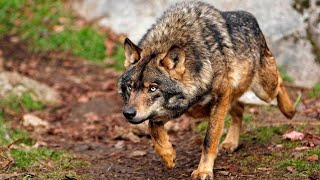 Lobo iberico 🐺Documental conviviendo con lobos1080p valle de lobos [upl. by Ykcir840]