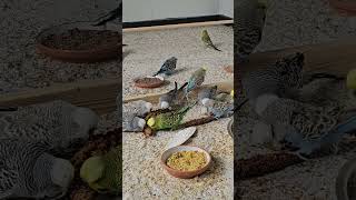 Snacking Time for our Budgies [upl. by Satterlee]