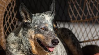 Learn About the Size of Australian Cattle Dogs [upl. by Quartana737]