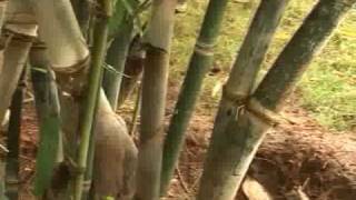 Bamboo propagation Strengthening the rootsflv [upl. by Godderd493]