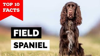 Field Spaniel  Top 10 Facts [upl. by Eeresid]