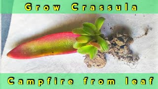 how to grow crassula campfire from leaf  propagation of crassula capitella from leaf [upl. by Airotkciv]