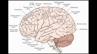 Telencephalon  Sulci amp Gyri [upl. by Winterbottom]