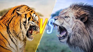 Lion vs Tiger lioness fights up a tiger lion tiger [upl. by Ilowell337]