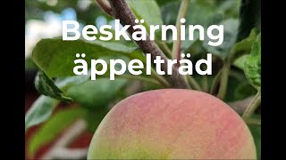 Är det enkelt att beskära äppelträd [upl. by Irma]