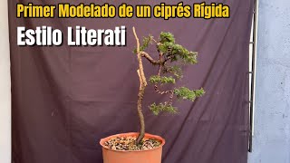 Estilo Literati Primer modelado de un ciprés rígida [upl. by Lovett726]