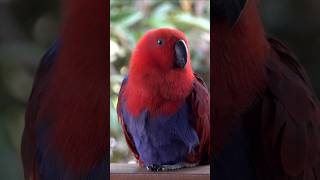 THE WONDERFUL ECLECTUS PARROTS  AMAZING NATURE [upl. by Nivled]