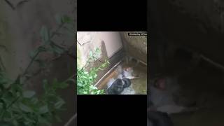 Slandering Harambe Part 2 animals wildlife funny funnyshorts shorts funnyvideo gorilla [upl. by Oreste]