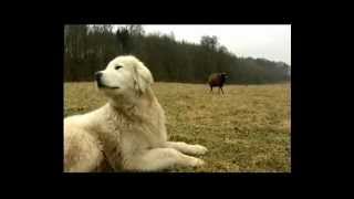 Nordmagazin N3 Maremmano Abruzzese Herdenschutzhunde in Mecklenburg Vorpommern [upl. by Jarin]