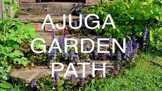 Ajuga  Bugleweed Garden Path [upl. by Carn]