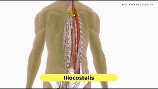 Trigger Point Anatomy Tutorial  Erector Spinae Muscles [upl. by Elberta]