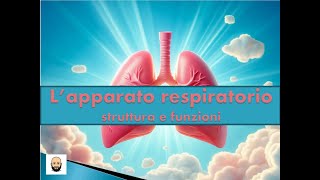 Apparato respiratorio La respirazione polmonare e quella cellulare [upl. by Inaoj930]