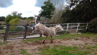 Cómo agarrar a un caballo acostumbrado a irse dando coces [upl. by Aristotle]