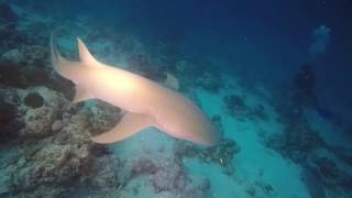 Night Dive at Alimatha  Maldives [upl. by Aimal769]