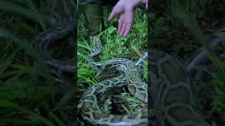 VICIOUS SNAKE ATTACKS TESS  Swamp People Serpent Invasion  Shorts [upl. by Rebel]