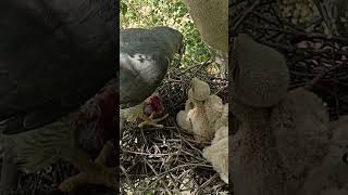 Falcon bird is feeding meat to babies P 2 shortsfeed youtubeshorts viralshort [upl. by Lletnwahs806]