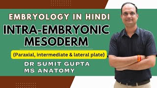 Intraembryonic mesoderm  Paraxial mesoderm  Lateral plate mesoderm  Intermediate mesoderm [upl. by Eecyaj]