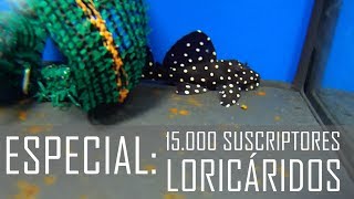 ESPECIAL 15000 SUSCRIPTORES Loricáridos L007 L102 L169 L200 L239 L240 L333 L340 etc [upl. by Yanehs]