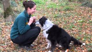 Dogs Trust West Calder  Pepsi [upl. by Hsital]