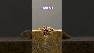 best timelapes nature relaxingseeds plantslover shortvideo trandingshorts [upl. by Drabeck]