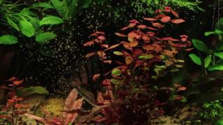 Ludwigia sp Mini Super Red [upl. by Melissa]