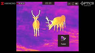 HIKMICRO Gryphon GH35L LRF Fusion Thermal amp Optical Monocular Wildlife Footage [upl. by Ihtak]