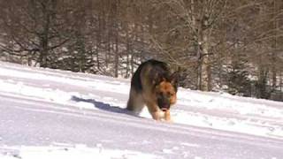 German Shepherd  Cooper et les joies de la neige [upl. by Ardnac]