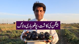 Brinjal Cultivation in Potohar  How to get fruiting for next two years continuously [upl. by Kimmel]