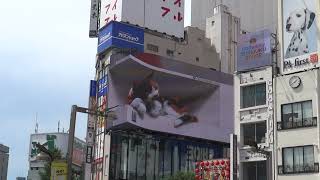 Shinjuku Crossing Cat [upl. by Bille]