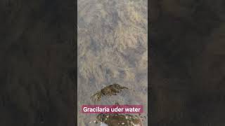 Gracilaria a red algae largest source of agar agar under water [upl. by Eceinehs]