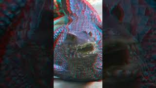 Croco 3D anaglyph [upl. by Holtz815]