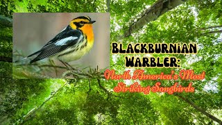 Blackburnian Warbler North America’s Most Striking Songbirds bird warblers america [upl. by Doelling]