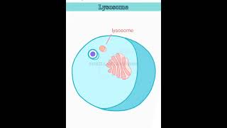 wait for it lysosome structure and function lysosomes class 11 [upl. by Axel]