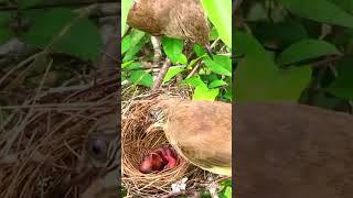 Heroic Mother Bird Saves Chicks from Ants  Birds Mother Love 🐦🕊️ [upl. by Anyek]