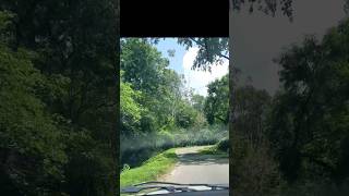 🌳✨Topslip forest thrill rideshortsfeed viralvideoviralshorts [upl. by Zeke]