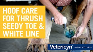 Treat Thrush White Line amp Seedy Toe with Vetericyn Hoof Care [upl. by Ahsoek]