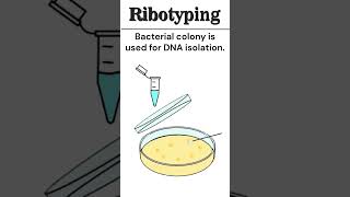 Ribotyping Microbial Phylogeny microbiology animation [upl. by Chevy790]