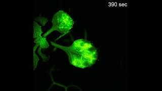 Ca2 Signals in Arabidopsis Upon Exposure to the Green Leaf Volatile Z3HAL [upl. by Hallock]