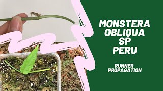 Monstera Obliqua sp Peru Journey  Runner Propagation [upl. by Oravla251]