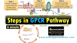 Structure of G Protein Coupled Receptor GPCR Steps in G Protein Coupled Receptor Pathway [upl. by Conias]