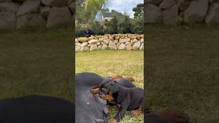 doberman dobermanpinscher puppies dobermanattack dobermanbarking dogbreeds canecorso feeding [upl. by Schatz]