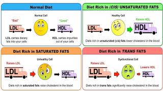 Lecture 6 Part 1 Antihyperlipidemic drugs Karmalawy [upl. by Rufus]