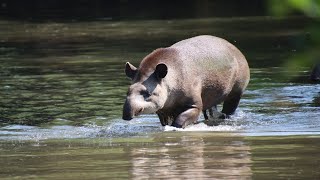 Tapir nager dans leau  Tapir Swimming In The Water  Pairi Daiza 2024 [upl. by Zerlina394]