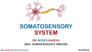 2 Receptors and neurons [upl. by Mikal762]