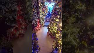 German family sets world record for most Christmas trees 🎄 [upl. by Salis]