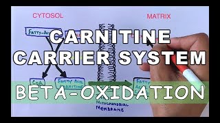 Carnitine Carrier System  Beta Oxidation Part II [upl. by Cornew]