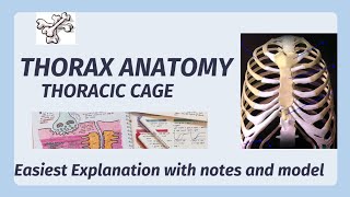 Thorax Anatomy  Ribs Sternum Vertebrae Thoracic Cavity  Thoracic Cage [upl. by Yeargain]